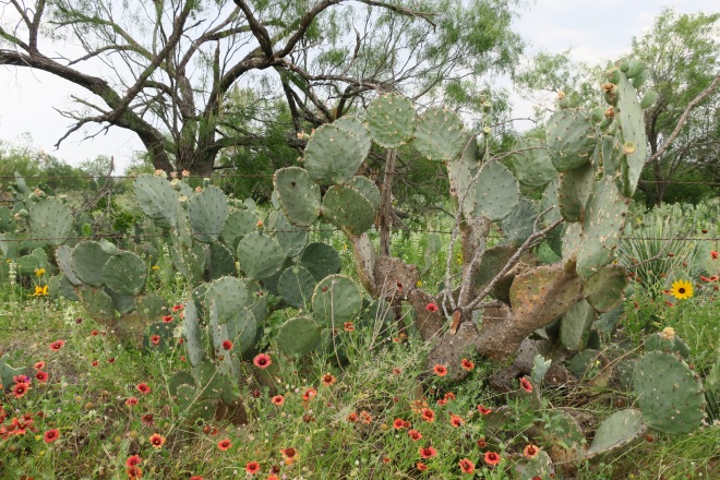 Cactus and Wildflowers